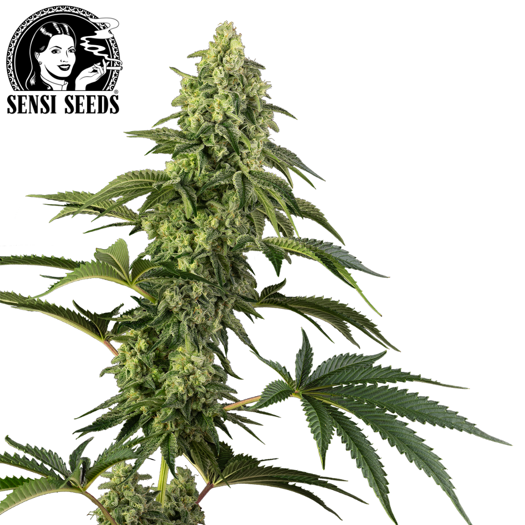 T-Shirt, Sensi Seeds® ,Original Logo, Weiß, Promo 1